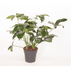 24cm Philodendron Green Wonder 