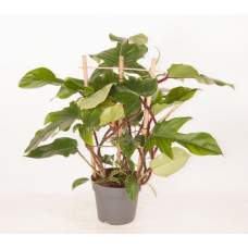 19cm Philodendron Red Wonder (op rek)