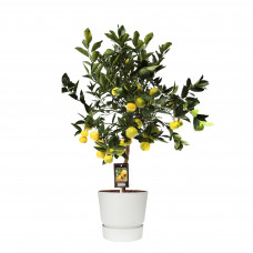 Citrus Pursha in ELHO outdoor sierpot Greenville Rond (wit)