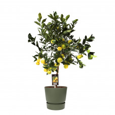 Citrus Pursha in ELHO outdoor sierpot Greenville Rond (groen)