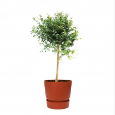 Citrus Australasica in ELHO outdoor sierpot Greenville Rond (brique)