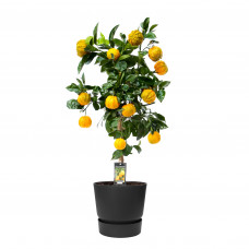 Citrus Canaliculata in ELHO outdoor sierpot Greenville Rond (zwart)