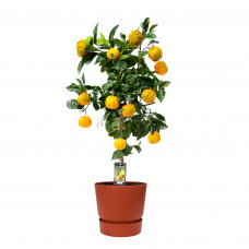 Citrus Canaliculata in ELHO outdoor sierpot Greenville Rond (brique)