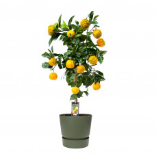 Citrus Canaliculata in ELHO outdoor sierpot Greenville Rond (groen)