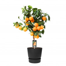 Citrus Red Lime op stam in ELHO outdoor sierpot Greenville Rond (zwart)