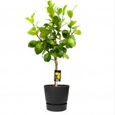 Citrus Bergamot in ELHO outdoor sierpot Greenville Rond (zwart)