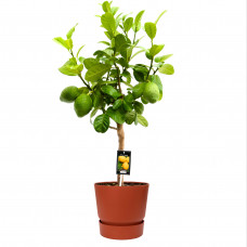 Citrus Bergamot in ELHO outdoor sierpot Greenville Rond (brique)