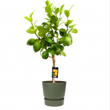 Citrus Bergamot in ELHO outdoor sierpot Greenville Rond (groen)