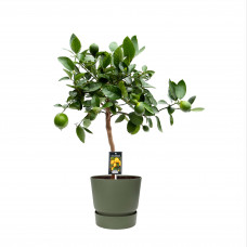 Citrus Lime in ELHO outdoor sierpot Greenville Rond (groen)