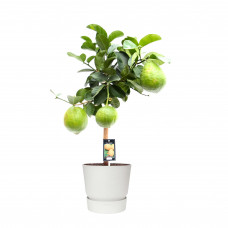 Citrus Maxima op stam in ELHO outdoor sierpot Greenville Rond (wit)