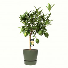 Citrus Green Lime in ELHO outdoor sierpot Greenville Rond (groen)