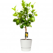 Citrus Bergamot in ELHO outdoor sierpot Greenville Rond (wit)