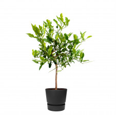 Citrus Hystrix in ELHO outdoor sierpot Greenville Rond (zwart)