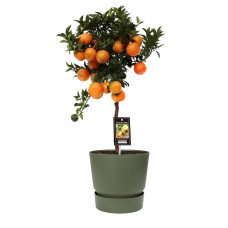 Citrus Mandarin in ELHO outdoor sierpot Greenville Rond (groen)