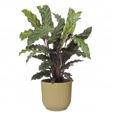 Calathea Rufibarba in ELHO Vibes Fold sierpot (botergeel)