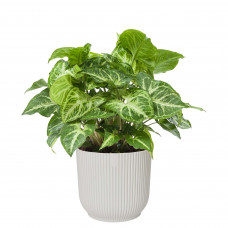 Syngonium Arrow in ELHO Vibes Fold sierpot (zijdewit)