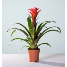 12cm Guzmania Rockyflower Hope