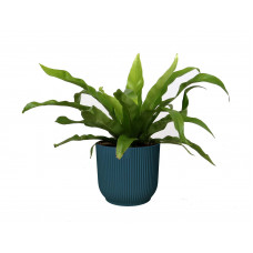 Asplenium antiquum in sierpot Vibes Fold Rond (diepblauw)