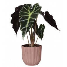 Alocasia Polly in ELHO Vibes Fold sierpot (delicaat roze)