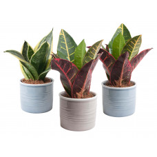 Trio Sanseveria in trendy keramiek