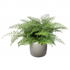 ELHO ® Pure Beads Small Ø 40 (Balanced Beige) met Asplenium Parvati