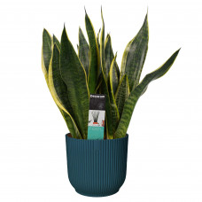 Decorum Sansevieria Superba in ELHO Vibes Fold sierpot (diepblauw)