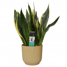 Decorum Sansevieria Superba in ELHO Vibes Fold sierpot (botergeel)