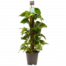 Decorum Scindapsus Mosstok 80 cm