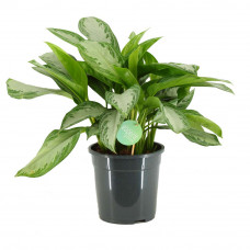 Aglaonema Silverbay