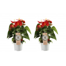 Duo Anthurium 