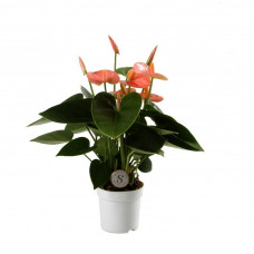 Anthurium 