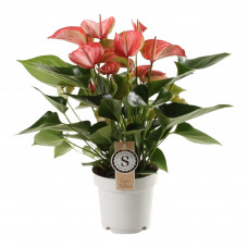 Anthurium Livium Red