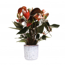 Anthurium 