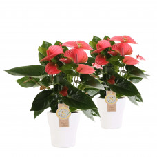 Duo Anthurium 