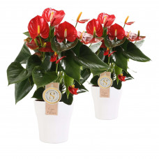 Duo Anthurium 