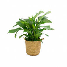 Spathiphyllum ‘Sweet Lauretta’ in handgevlochten sierpot Nelis (naturel)