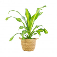 Dracaena Burley in handgevlochten sierpot Nelis (naturel)