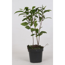 10cm Camelia Sinensis