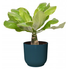 Brighamia insignis ‘Hawaii Palm’  in ELHO ® Vibes Fold Rond (diepblauw)