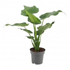 Alocasia Cucullata