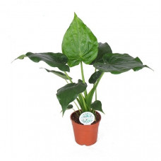 Alocasia Cucullata