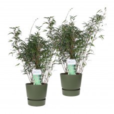 Duo ‘Fargesia Rufa’ (Bamboe) in ELHO outdoor sierpot Greenville (groen)