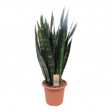 Sansevieria Black Coral 