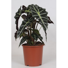 17cm Alocasia Polly