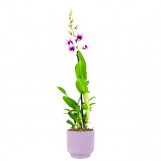 Dendrobium Sa-nook Polar Fire in Jane keramiek (Purple)