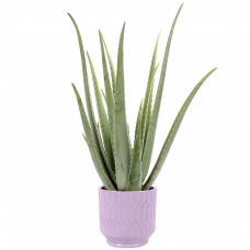 Aloe Vera in Jane keramiek (Purple)