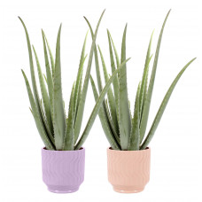 Duo Aloe Vera in Jane keramiek (Purple en Orange)