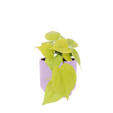 Philodendron scandens Micans Lime in Jane keramiek (Purple)