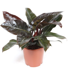 Philodendron Imperial Red