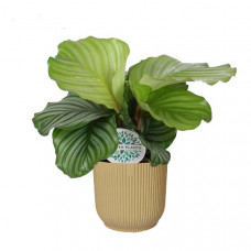 Calathea orbifolia in ELHO ® Vibes Fold Rond (botergeel)